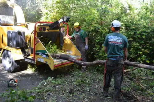 tree services Oldenburg